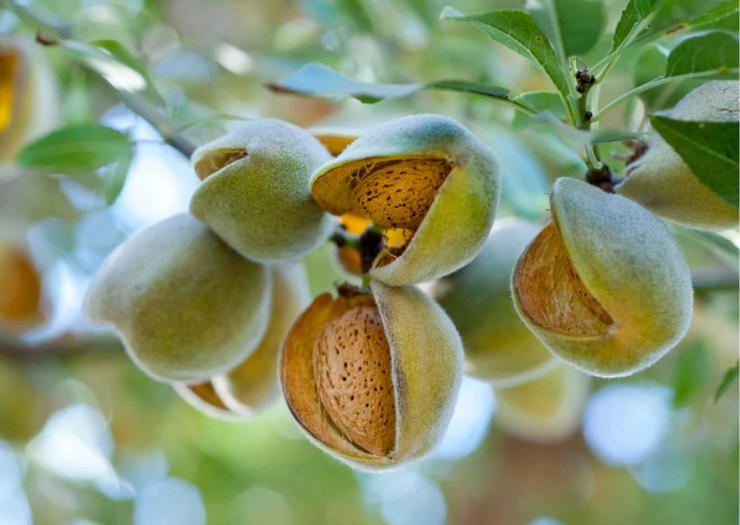 Natura Co Store 22 Natura Co Store -Natura Co Store 1761225632 loai hat duoc danh gia tot bac nhat the gioi o viet nam trong bat ngan 76247 width1200height851