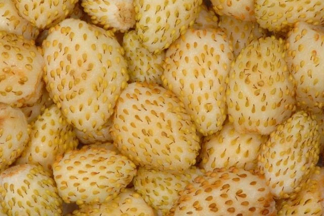 Yellow Wonder Alpine Strawberry 1 Yellow Wonder Alpine Strawberry