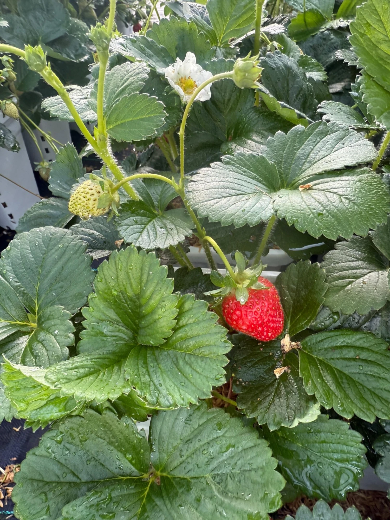 Bushel And Berry® Snowy Belle™ Strawberry 1 Bushel And Berry® Snowy Belle™ Strawberry