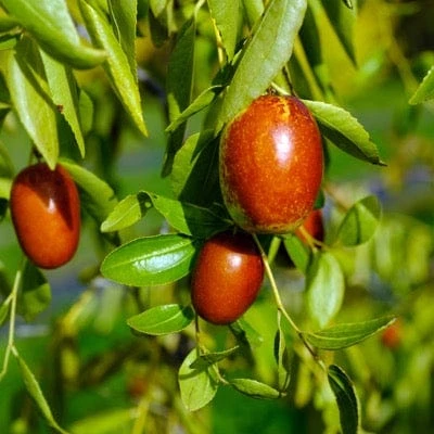Autumn Beauty™ Jujube 1 Autumn Beauty™ Jujube