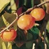 Prairie Dawn® American Persimmon