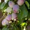Muir Beauty Sugar Prune Plum