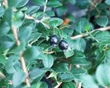 Luma (Chilean Myrtle Berry)