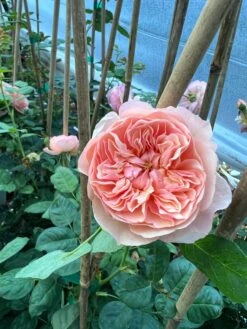 FLAVORETTE™ Honey-Apricot Rose -Natura Co Store D523EFDA 5A0E 479B 842A 2757DCD6376E