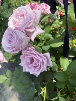 Alpha Rosa Blue Girl