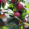 Combo Cider Apple Tree (4 Varieties)