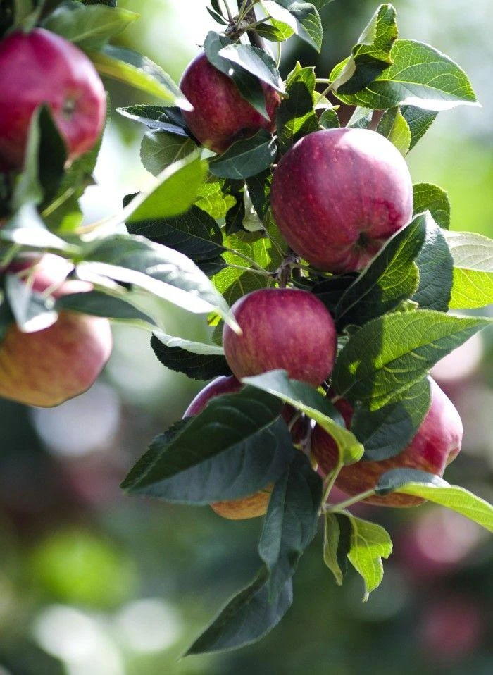 Combo Cider Apple Tree (4 Varieties) 1 Combo Cider Apple Tree (4 Varieties)