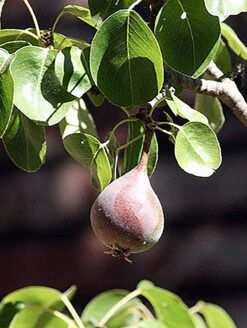Moonglow Pear -Natura Co Store MoonGlow Pyrus communis leaffruit Jean ccby20 1