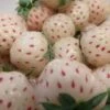 White Carolina Strawberry