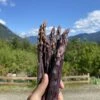 Purple Passion Asparagus