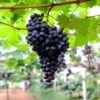 Black Monukka Seedless Grape
