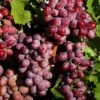 Suffolk Red Seedless Grape