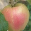 Mott's Pink Apple