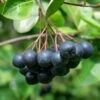 Viking Aronia