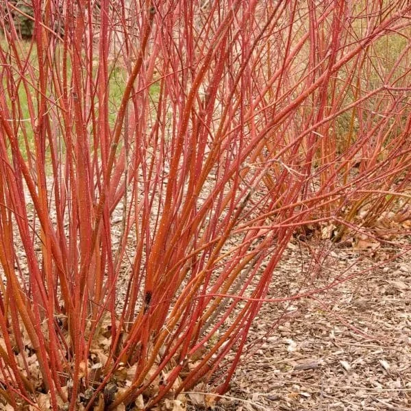 Baileyi Red Twig Dogwood 1 Baileyi Red Twig Dogwood
