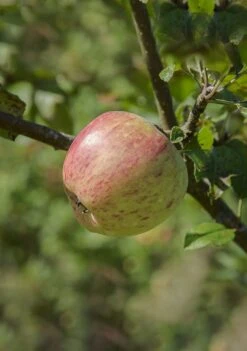 Bardsey Apple