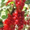 Rovada Red Currant
