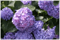 Let's Dance® Blue Jangles® Reblooming Hydrangea -Natura Co Store bjangle