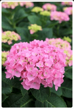 Let's Dance® Blue Jangles® Reblooming Hydrangea -Natura Co Store bjangle2