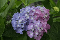 New Products -Natura Co Store bjangle3