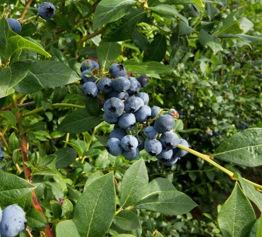 Bluejay Blueberry 1 Bluejay Blueberry