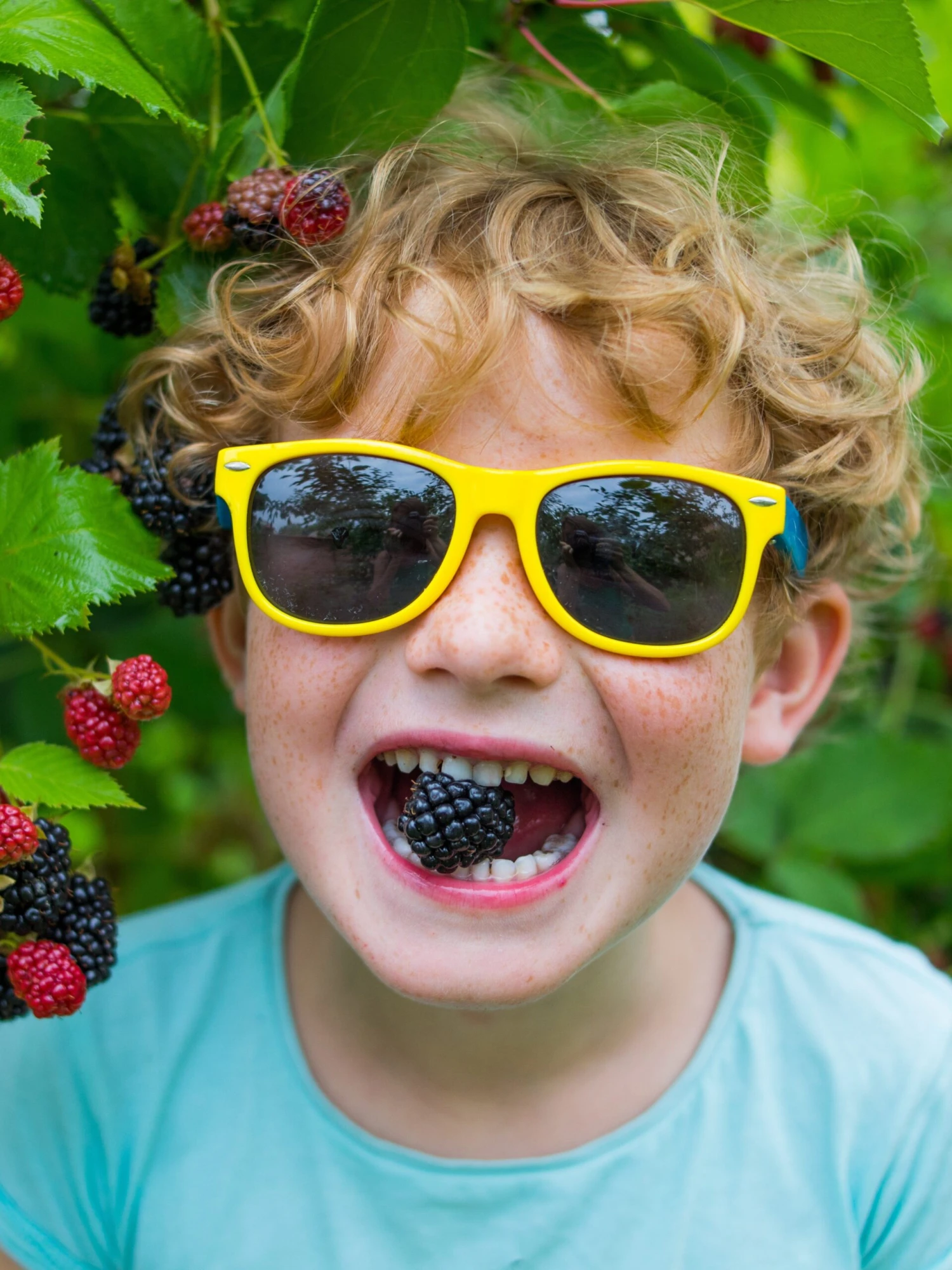 Raintree KIDS! Arapaho Thornless Blackberry 1 Raintree KIDS! Arapaho Thornless Blackberry