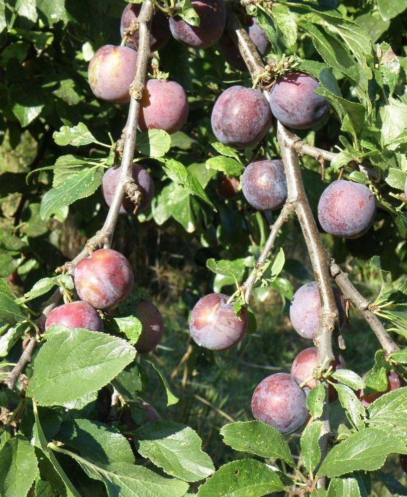 Blau De Belgique European Plum 1 Blau De Belgique European Plum