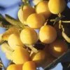 Mirabelle De Metz European Plum