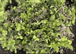 Cascade Carpet Salal