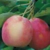 Centennial Crabapple