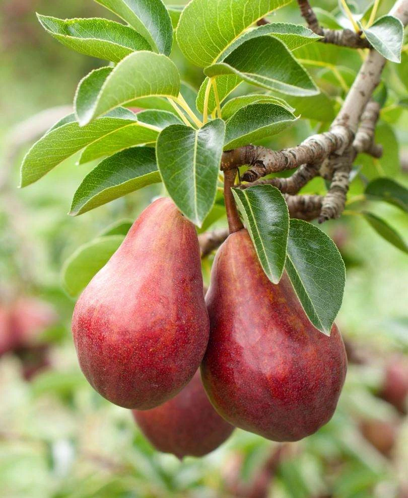Combo European Pear Tree (3 Varieties) 1 Combo European Pear Tree (3 Varieties)
