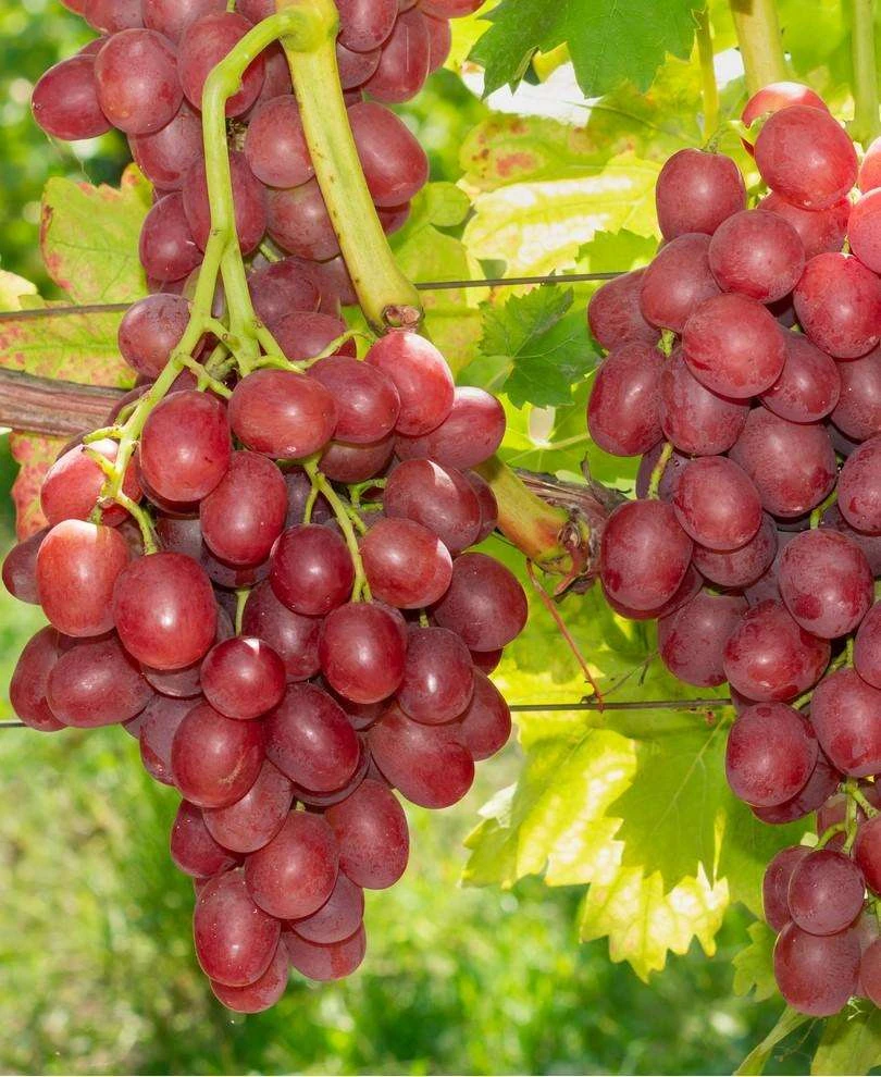 Einset Seedless Grape (Non Certified) 1 Einset Seedless Grape (Non Certified)