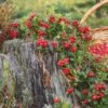 Arctic Blast Lingonberry Bundle (6 Plants)