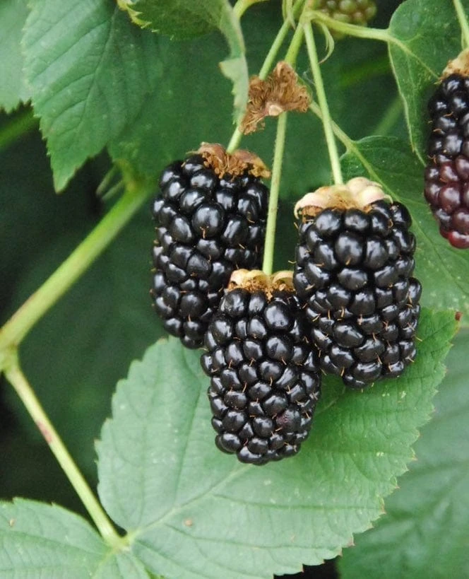 Galaxy Thornless Blackberry 1 Galaxy Thornless Blackberry