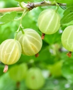 Pixwell Gooseberry