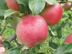 Wolf River Apple -Natura Co Store httpraintreenursery.netpa720s wolfriver1 cc2662c6 b61b 4ab0 b8a8 42e171eb72fb