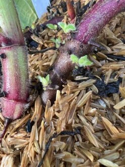 Purple Yacon -Natura Co Store image 82187f30 873f 47de 989e 30847d731294 3