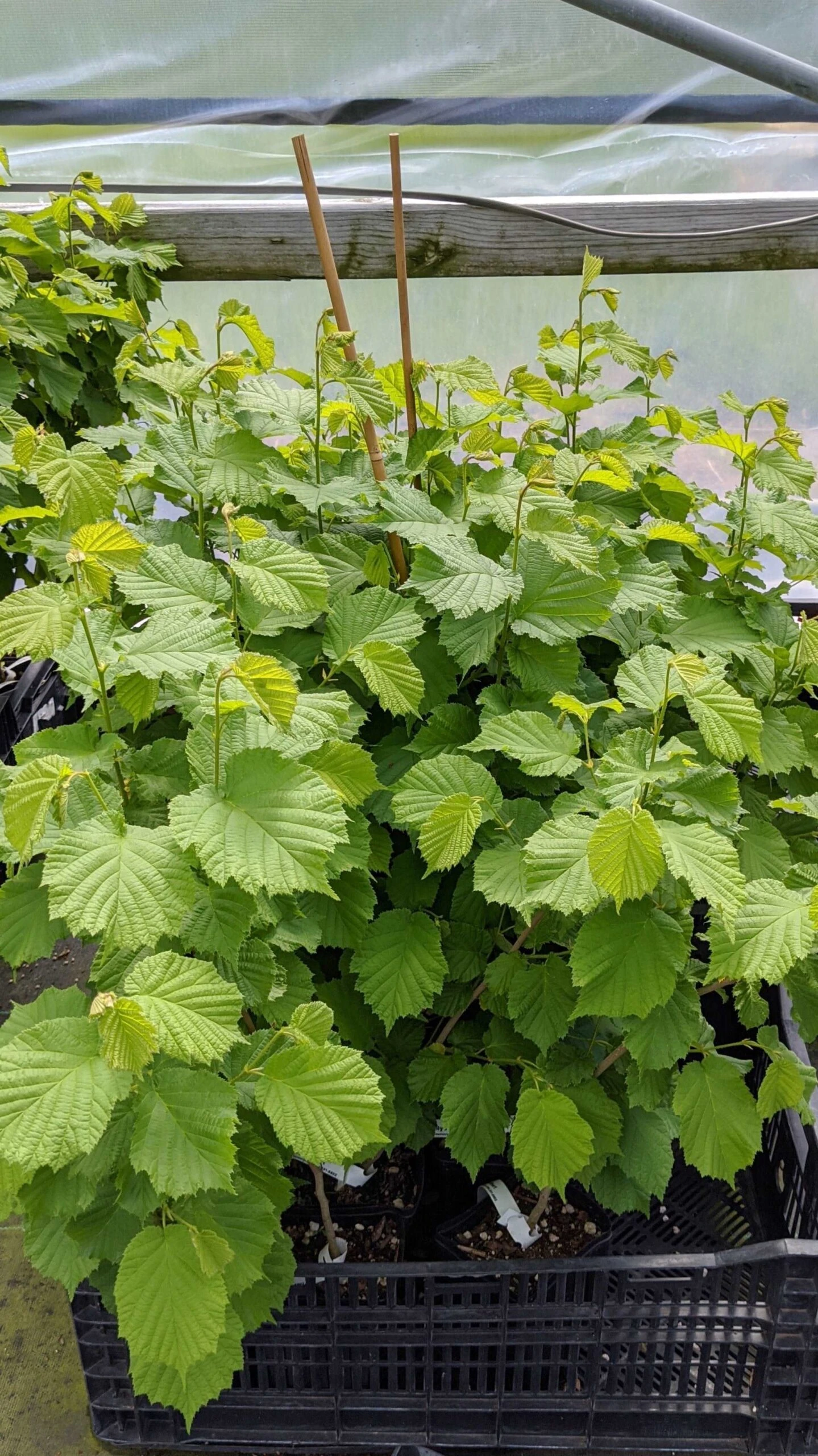 The Beast™ Filbert 1 The Beast™ Filbert