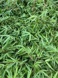 Fargesia Nitida Bamboo