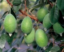 Kakariki™ Pineapple Guava