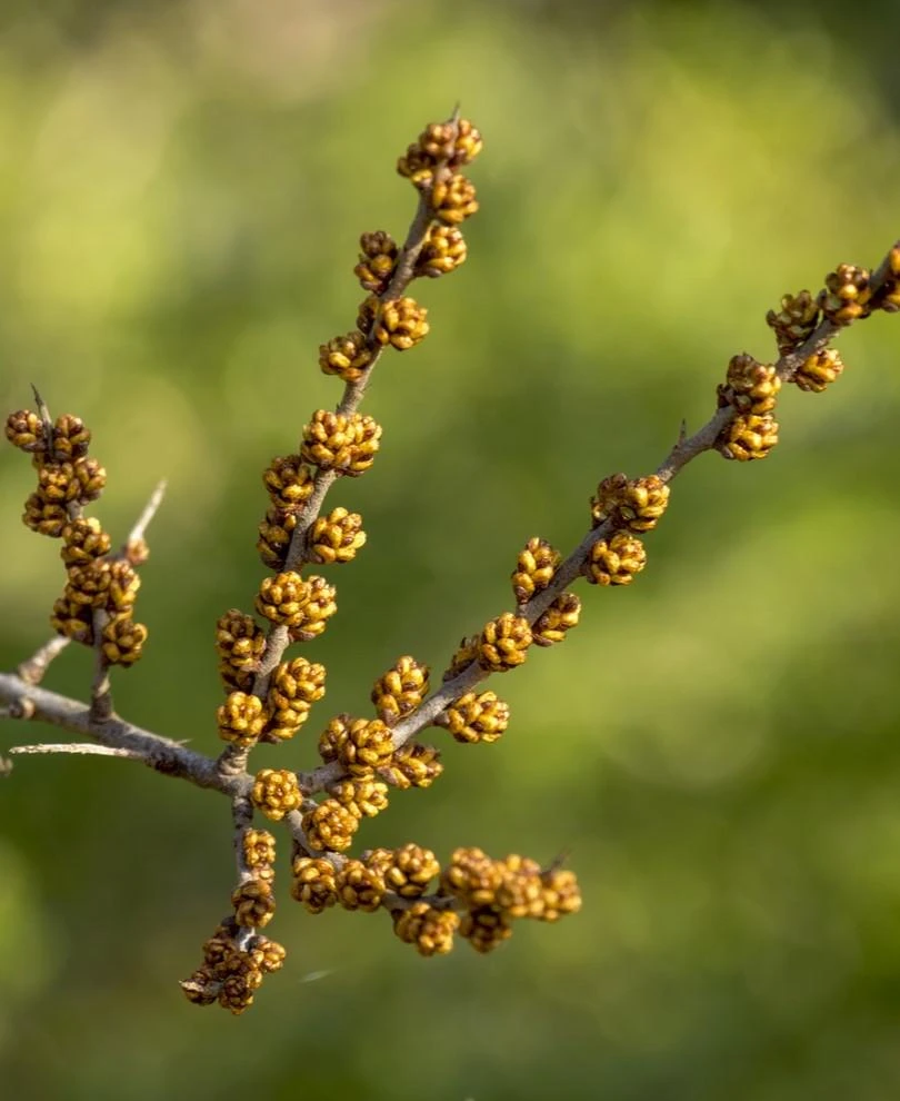 Male Seaberry 1 Male Seaberry