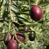 Maurino Olive