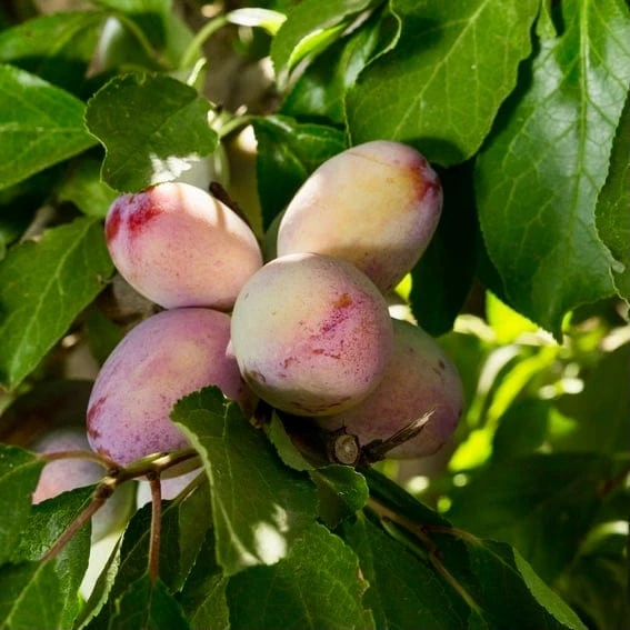 Muir Beauty Sugar Prune Plum 2 Muir Beauty Sugar Prune Plum - Image 2