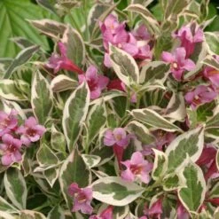 Alpha My Monet®Weigela