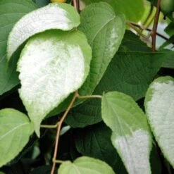 Pavel™ Male Silver Vine Kiwi