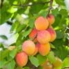 Pixie Cot Apricot