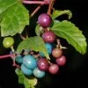 Variegated Porcelain Berry