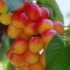 Rainier Cherry