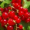 Tatran Red Currant