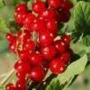 Cascade Red Currant